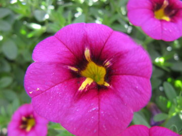 Calibrachoa