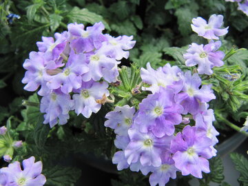 Verbena