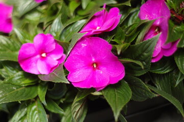 Impatiens NW Guinea