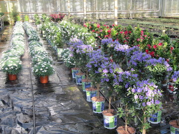 Stammen en overige planten