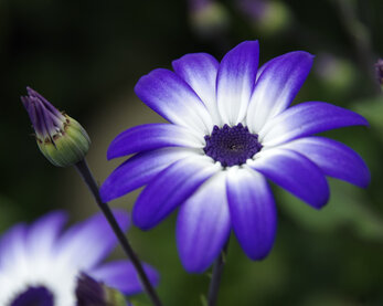 Diversen (15 cm pot)