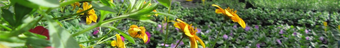 ÉÉNJARIG PERKGOED UIT EIGEN KWEKERIJ