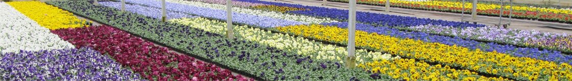 Vroege voorjaar (februari/maart)