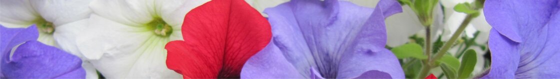 Voorjaar (april t/m juni)