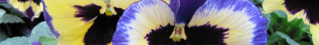 Grootbloemige violen