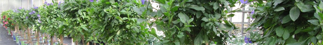 Stammen en overige planten