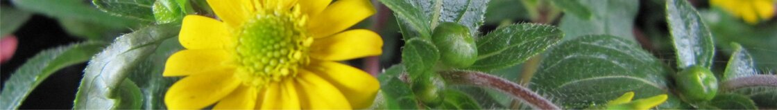 Diversen (12 cm pot)