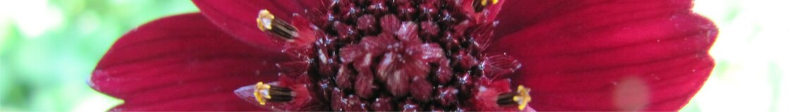 Diversen (15 cm pot)