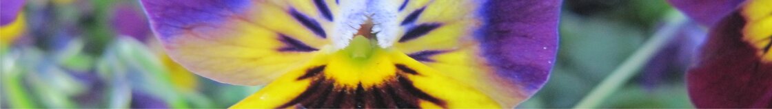 Kleinbloemige violen