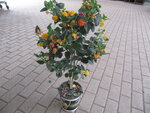 Lantana op stam (19 cm pot)