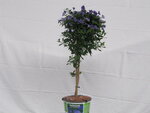 Solanum rantonnettii (19 cm pot)