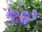 Solanum rantonnettii (19 cm pot)
