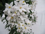 Solanum jasminoides (19 cm pot)