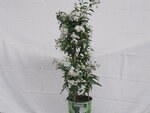 Solanum jasminoides (19 cm pot)