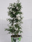 Solanum jasminoides (19 cm pot)