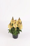 Antirrhinum - geel 