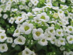 Alyssum - wit