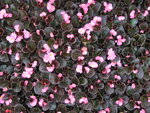 Begonia - roze (donkerblad)