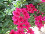 Samira - roze