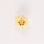 Antirrhinum - geel 