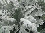 Cineraria - zilvergrijs