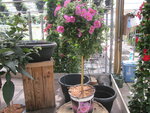 Anisodonthea roze (19 cm pot)