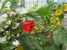 Abutilon (19 cm pot)
