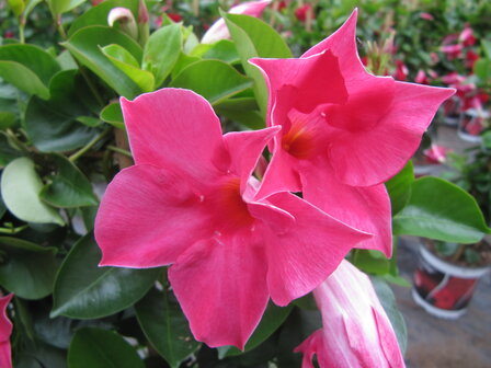 Sundaville roze, piramide (19 cm pot)