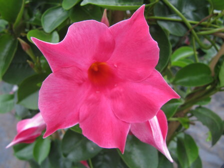 Sundaville roze, piramide (19 cm pot)