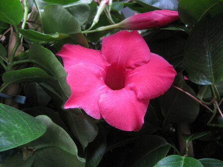 Sundaville roze, piramide (19 cm pot)