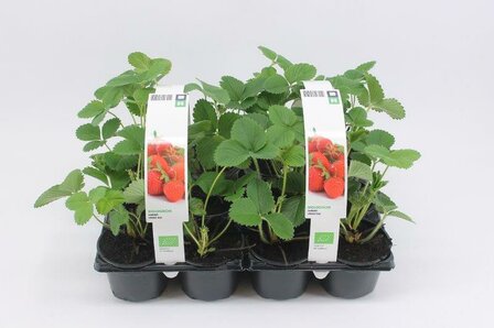 Aardbei Rumba - vroeg (6-pack) BIO