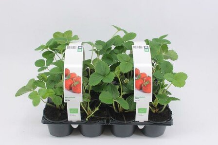 Aardbei Faith - laat (6-pack) BIO