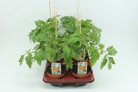 Tomaat, Geel (12 cm) BIO