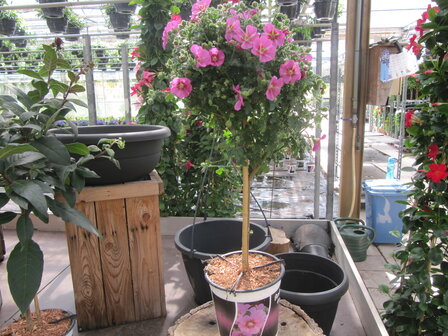 Anisodonthea roze (19 cm pot)