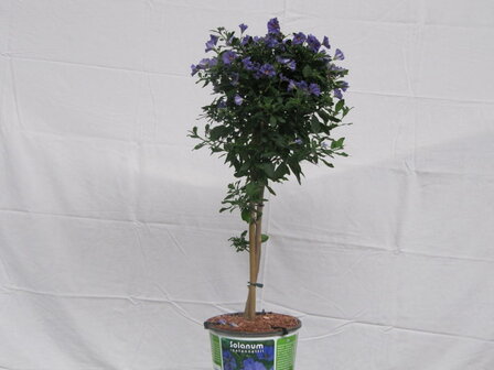 Solanum rantonnettii (19 cm pot)