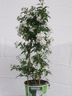 Solanum jasminoides (19 cm pot)