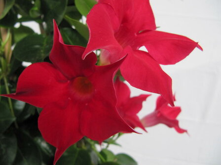 Sundaville rood, rek (19 cm pot)