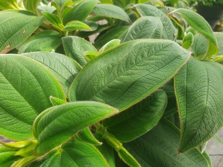 Tibouchina blauw (19 cm pot)
