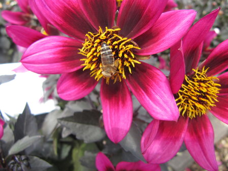 Dahlia - purperroze (donker blad)