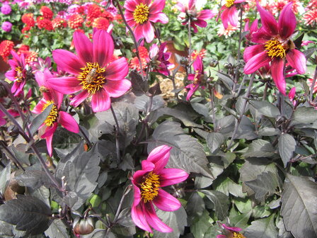 Dahlia - purperroze (donker blad)