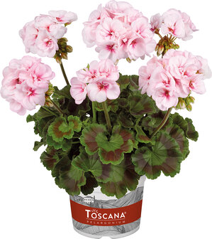 Staand: Estelle - bloesemkleur