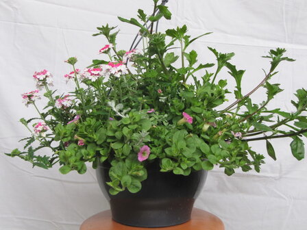 Hangpot 30 cm: Mix BEPERKT ASSORTIMENT!