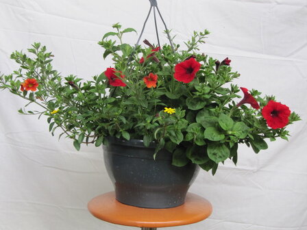 Hangpot 30 cm: Mix BEPERKT ASSORTIMENT!