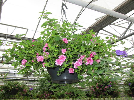 Hangpot 30 cm: Mix BEPERKT ASSORTIMENT!