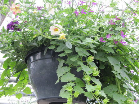 Hangpot 30 cm: Mix BEPERKT ASSORTIMENT!