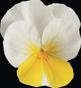 Beacon Yellow