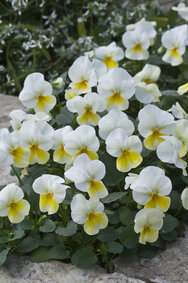 Beacon Yellow