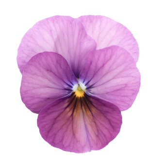 Plum Antique