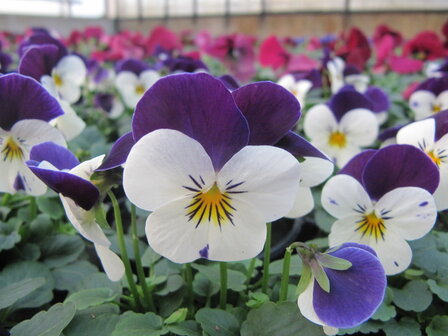 White Violet
