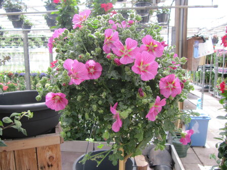 Anisodonthea roze (19 cm pot)